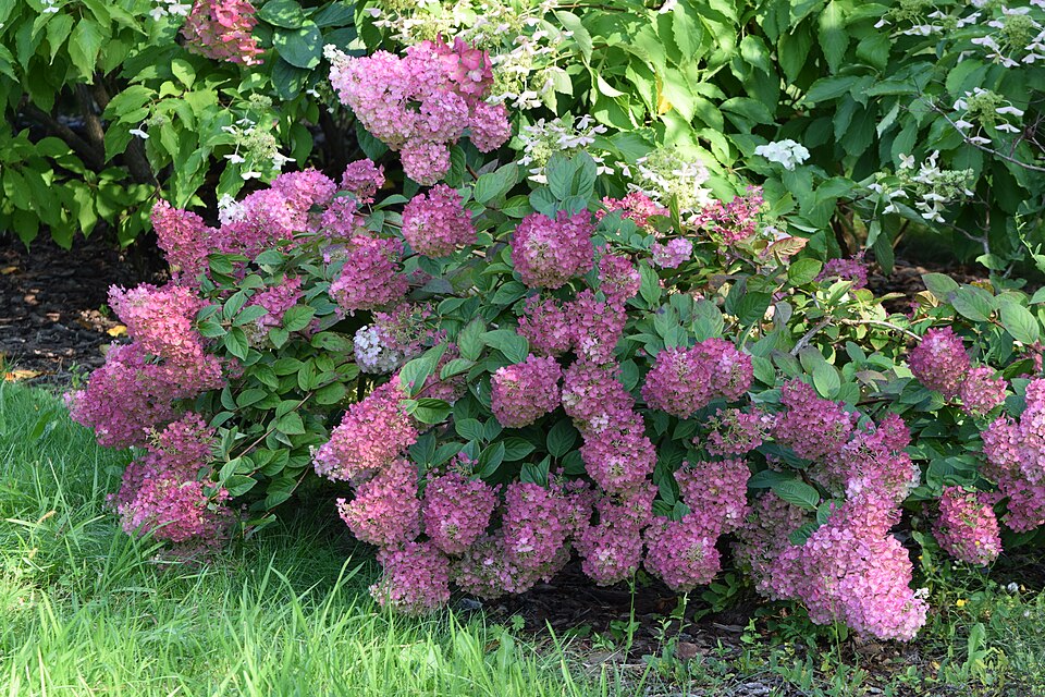 Strawberry Sundae Hydrangea (Hydrangea paniculata 'Rensun') — Flowering Shrub for Upstate SC