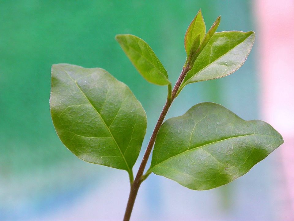 Sunshine Chinese Privet (Ligustrum sinense 'Sunshine') — Evergreen Shrub for Upstate SC