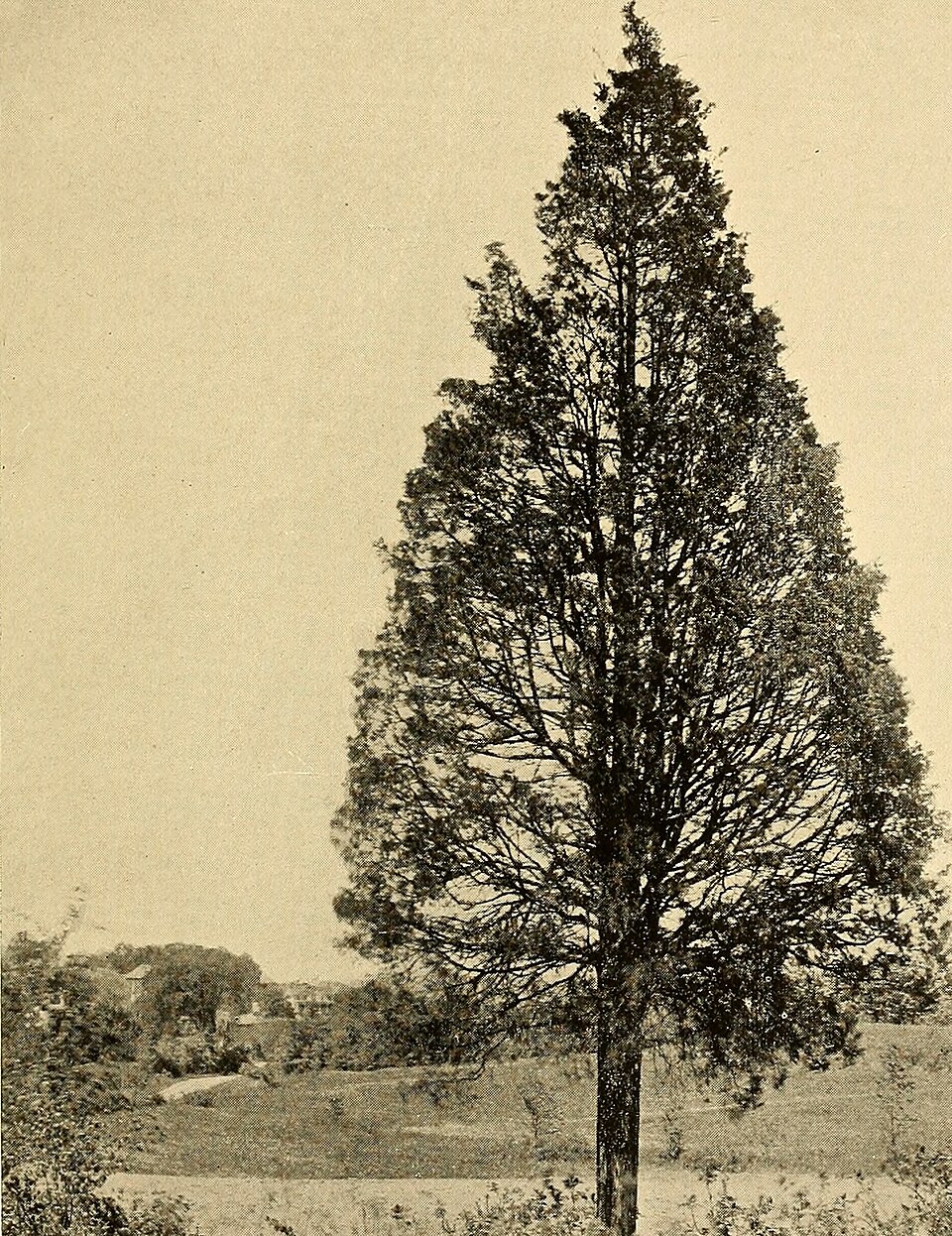 Taylor Juniper (Juniperus virginiana 'Taylor') — Evergreen Tree for Upstate SC