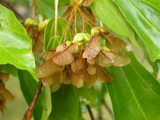 Trident Maple (Acer buergerianum) — Ornamental/Flowering Tree for Upstate SC