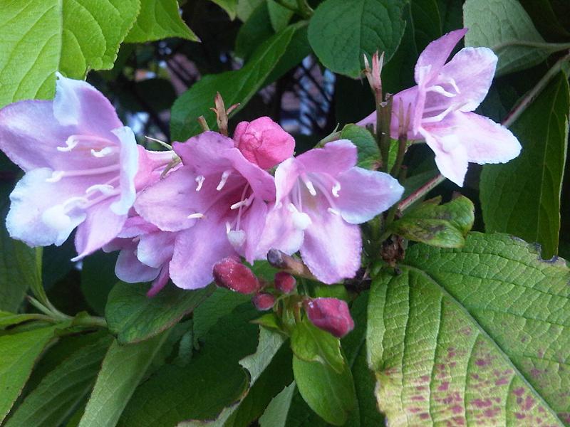 Wine and Roses Weigela (Weigela florida 'Alexandra') — Flowering Shrub for Upstate SC